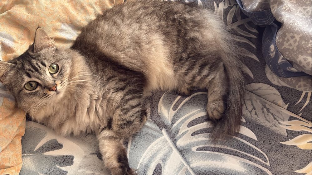 Отдам кошку в хорошие, добрые руки