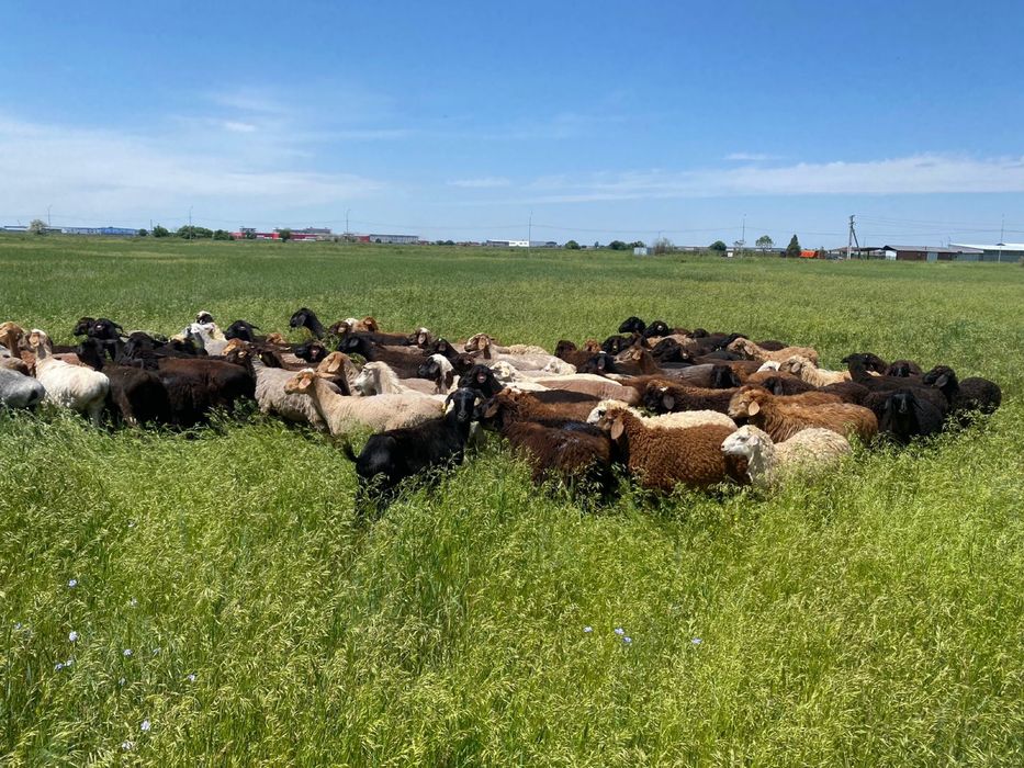 кой токты козы