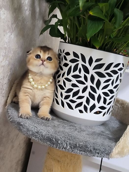 Котята чистокровные