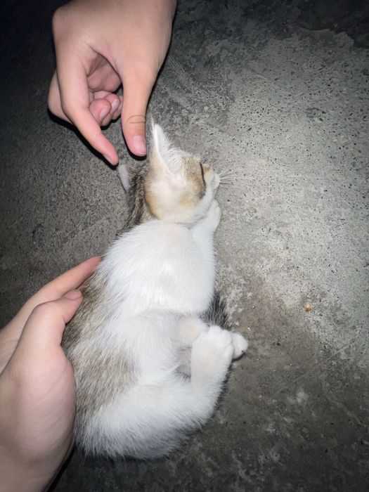 Отдам котёнка бесплатно