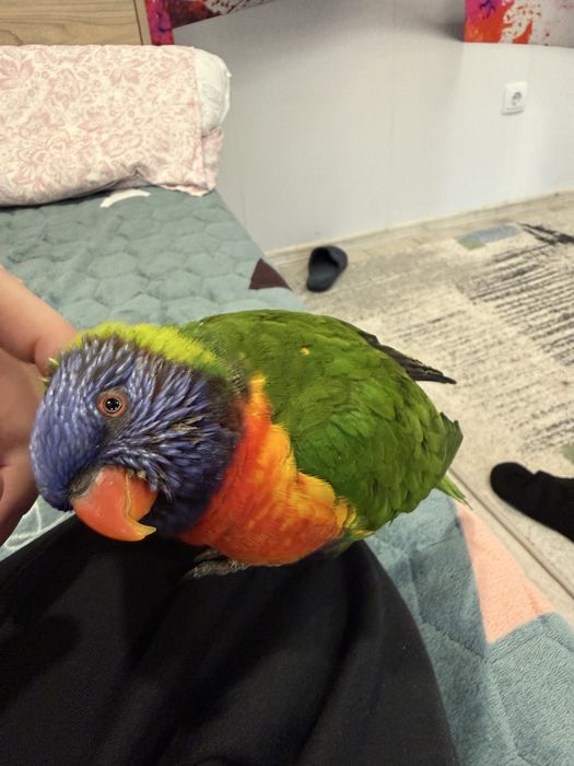 Папагал Лори + клетка + храна