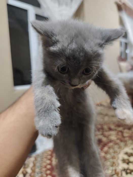 Продается котята