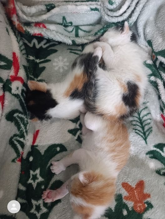 Котята трёхцветные