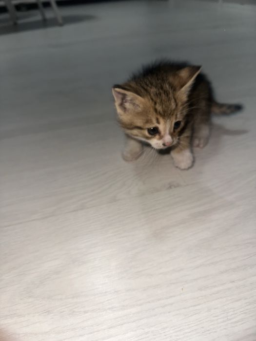 Милая кошка ищет новый дом