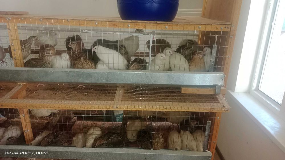 Bedanalar bor tuhumga kirvotganlari