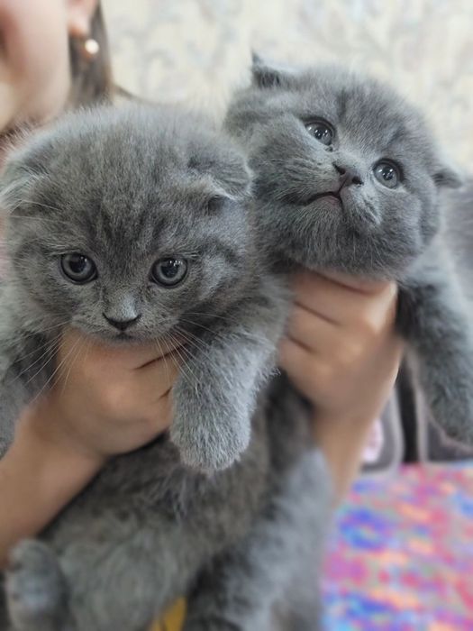 Продам скоттиш фолд мальчика и девочку