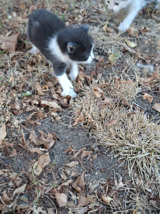 Подарявам малки котенца