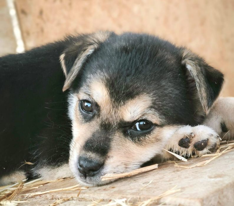 Щеночки в хорошие руки.