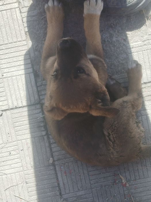 Отдам щенка девочка