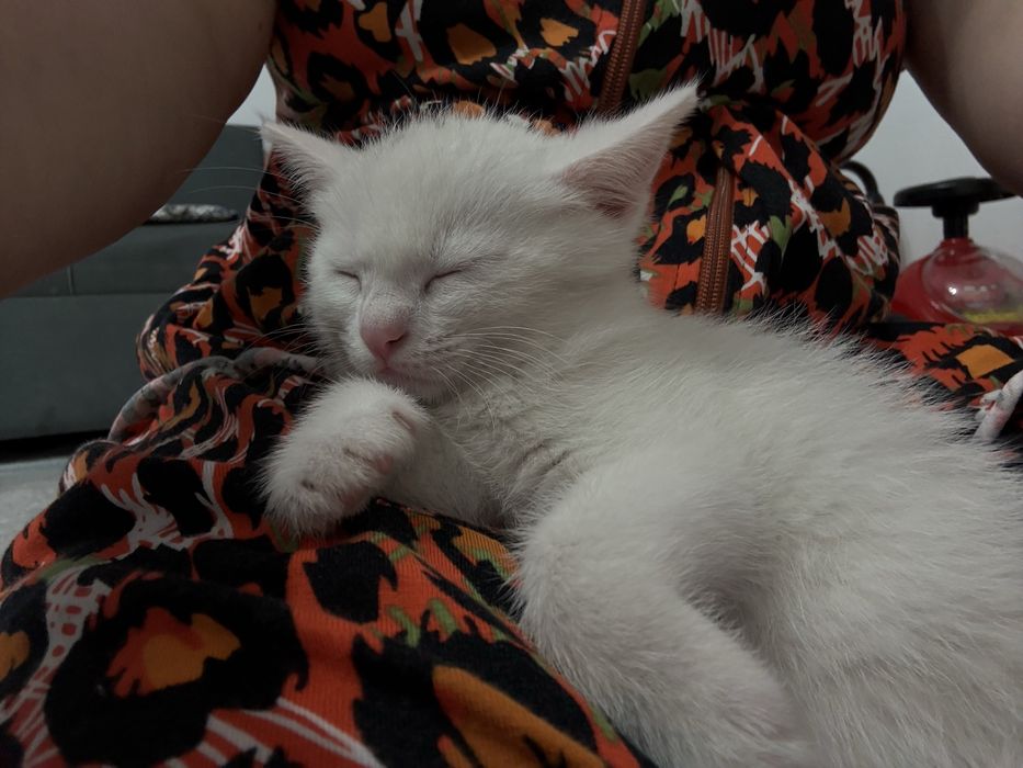 Белая кошка сиамский