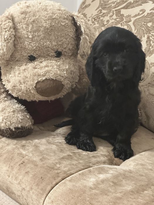 De vânzare fetiță Cocker Spaniel – 2 luni