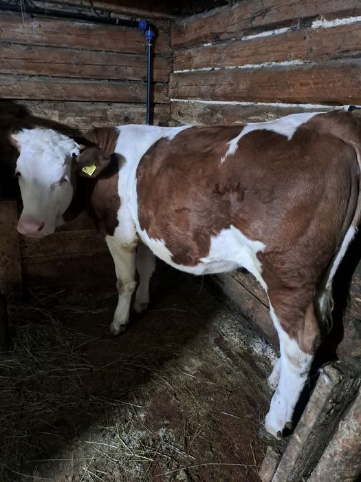 Vitea de vânzare  de 11 luni