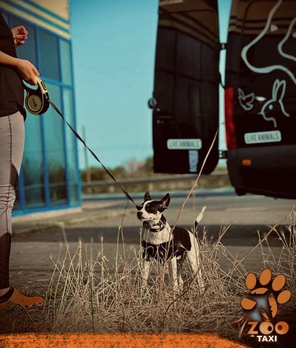 Transport caini si pisici