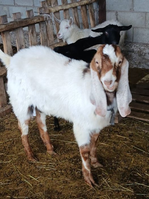 Ешкі теке козы лақ козы