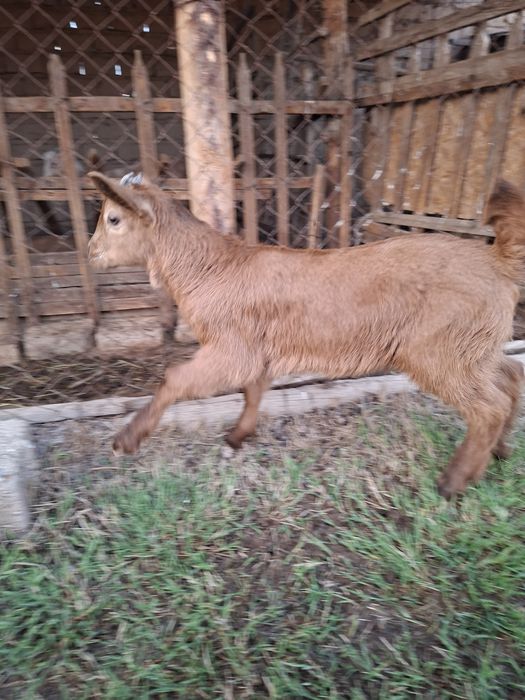 Лақ, занен, ешкі