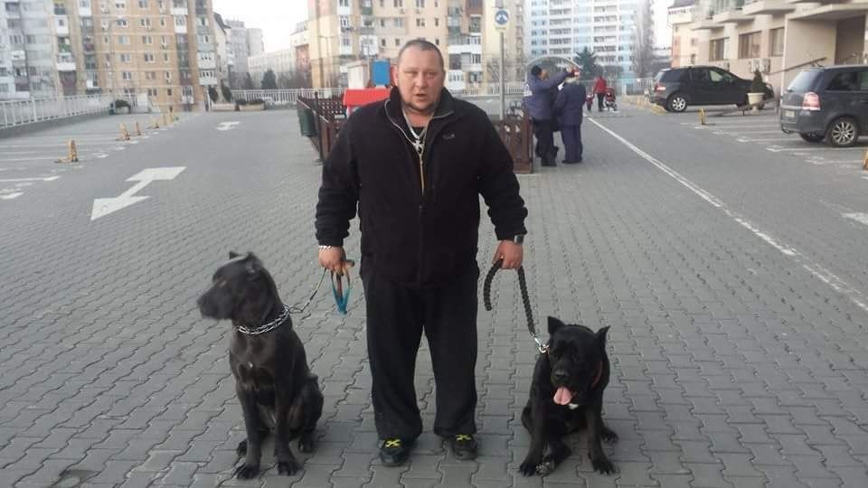 Dresaj caini indiferent de rasa si varsta