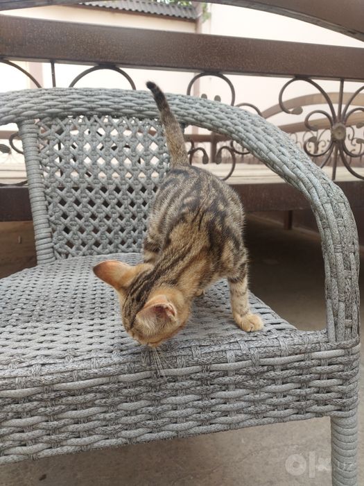 Отдам котенка в добрые руки