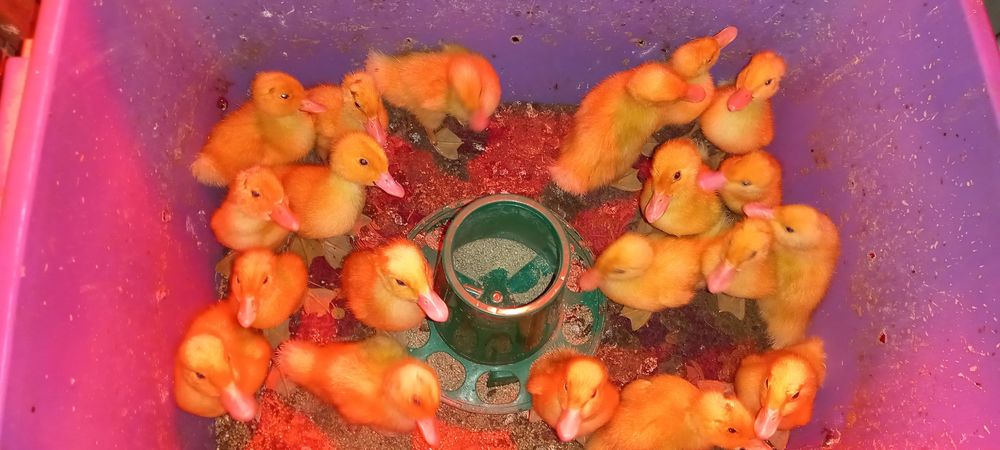 Гусьята_ утята 3000тг