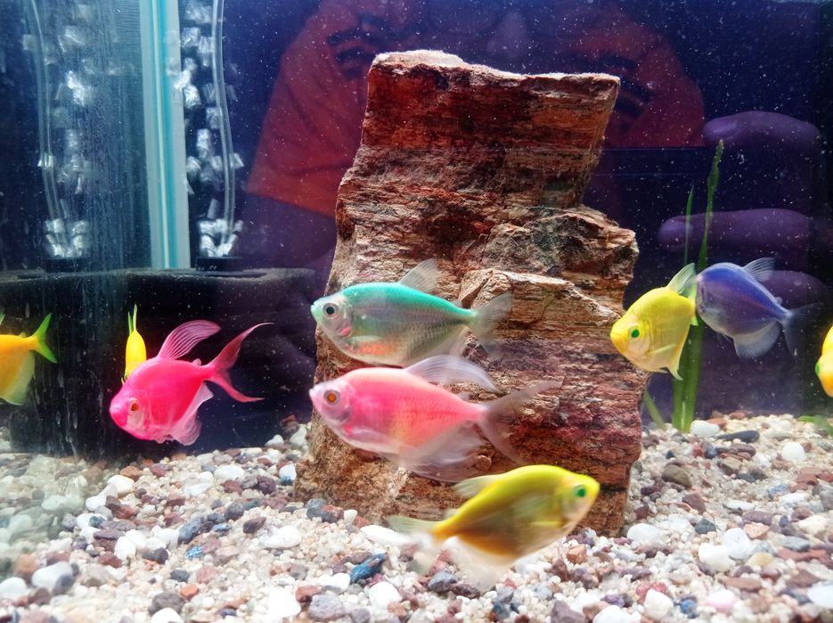 Аквариумная рыба