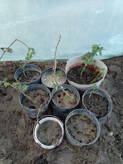 Ежевика  кошет саженцы