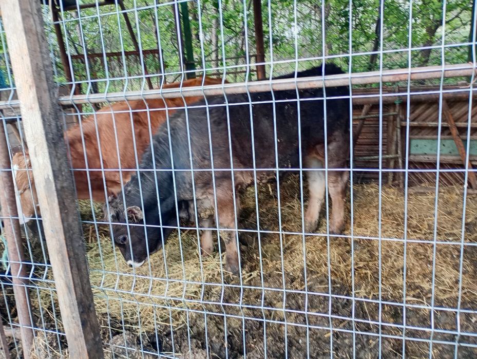 Vând viței tăurași