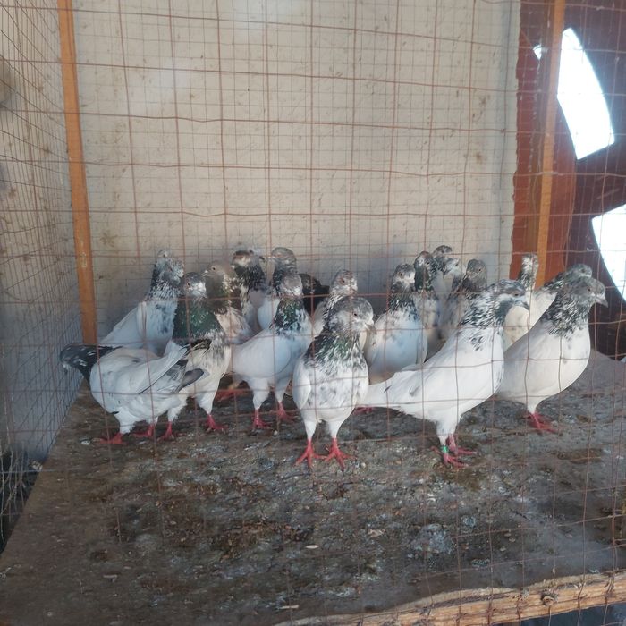 Пакистанцы долголетние  от 3 до 7.8час