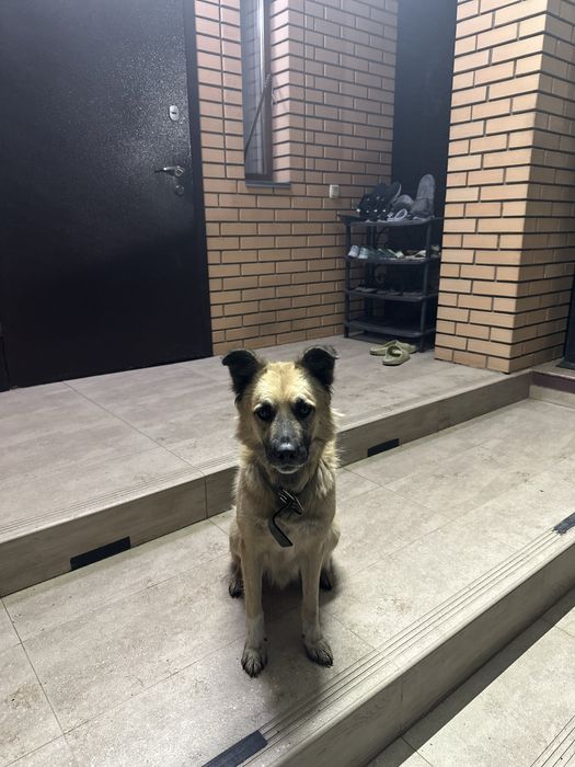 Потерялась собака