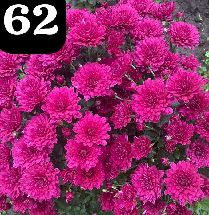 Хризантема мультифлора