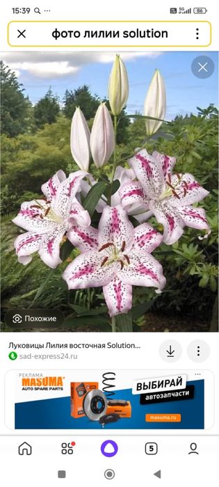 Лилии 10 сортов 1500