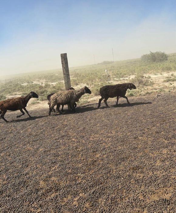 Қойлар сатылымда