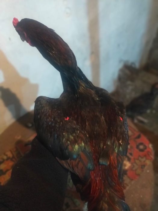 Продам молодого дакана