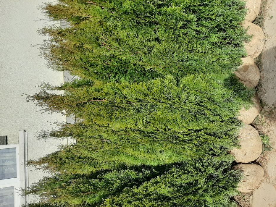 Vindem tuia brazi mesteacăn tei platan stejar frasin magnoli etc