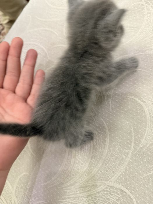 Котенок девочка