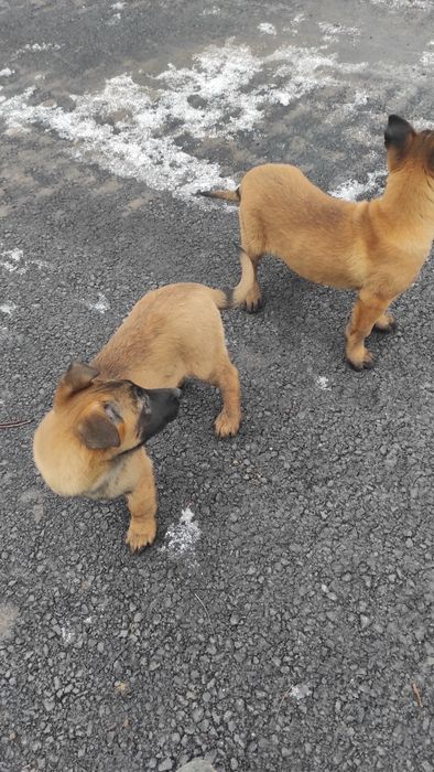 Donez pui Ciobanesc belgian malinois