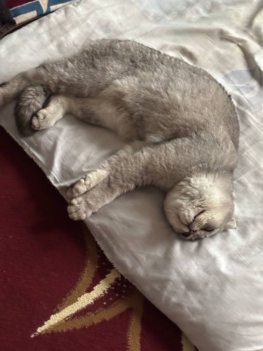 Шотландский кот вислоухий