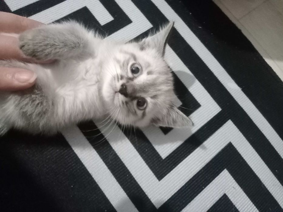 Домашний кот и кошка