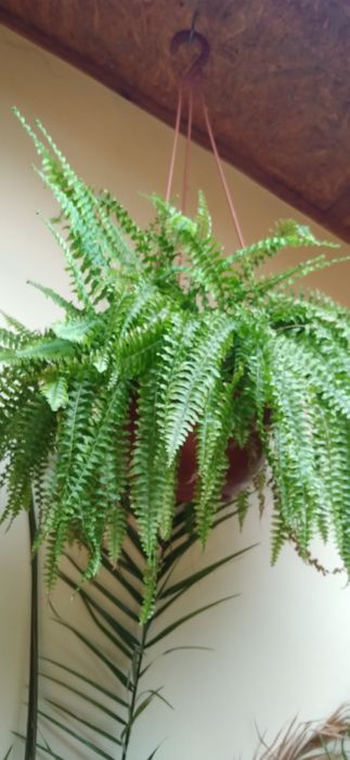 Продам комнатные цветы