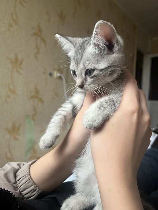 Отдам в добрые руки