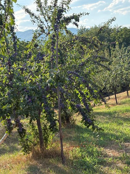 Prune de vanzare,nestropite de loc-proaspete și naturale
