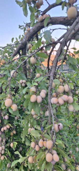 Prune de tuica de vanzare