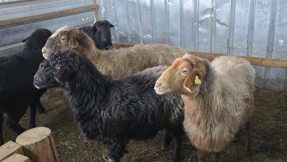 Кой токты тоқты қой