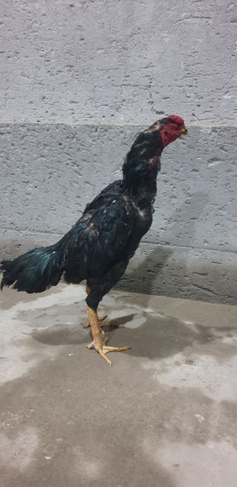 Kulangi dakan xuroz