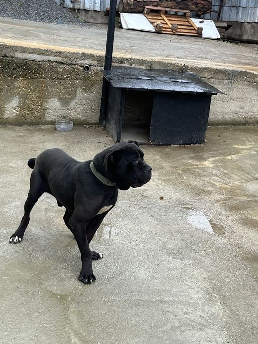 Cane corso  мъжко на 1г.