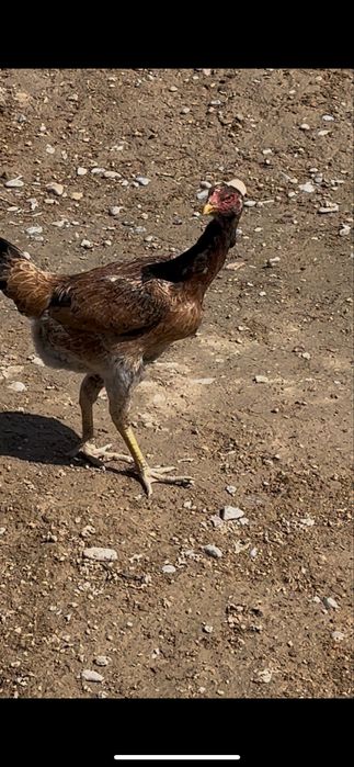 3 дакан мекен сатылады.