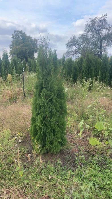 Лейланди,туй и много разстителност в едно