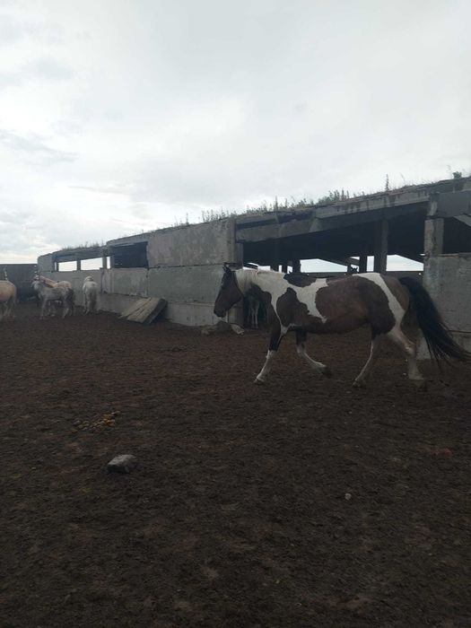 Продам кобылу с жеребенком