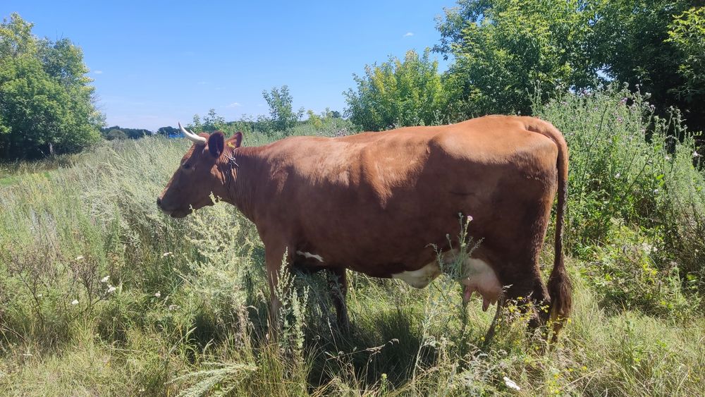 Продам дойную корову