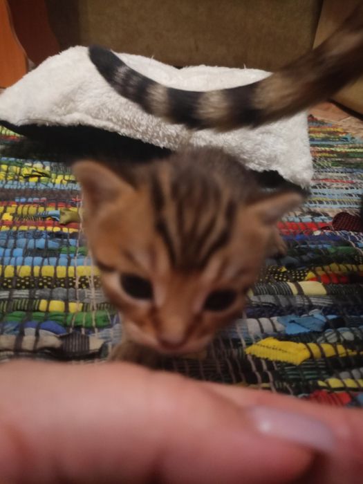 Красивые породистые котята