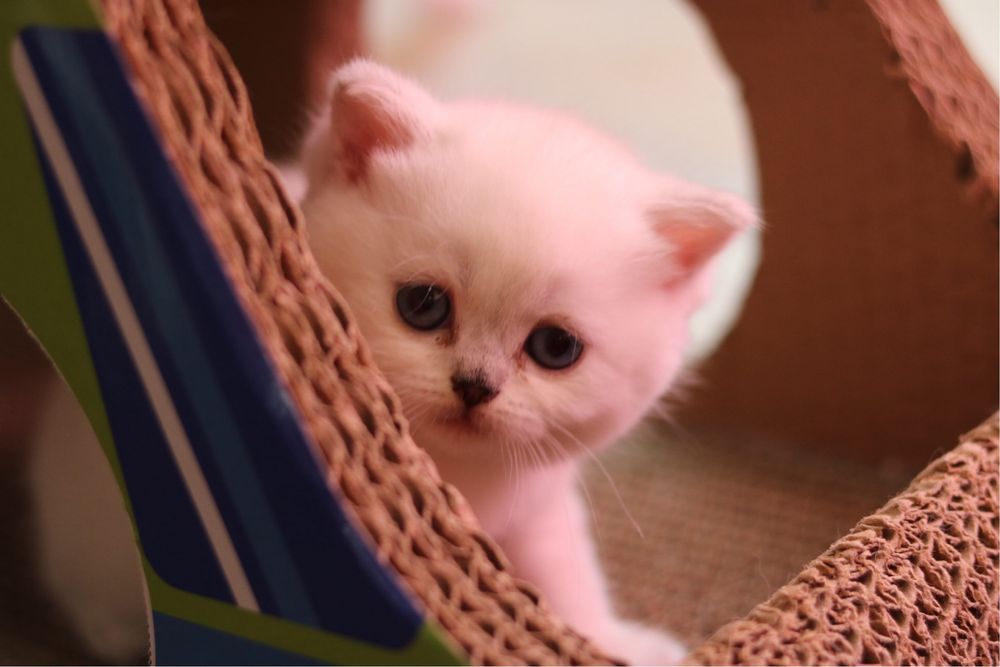Британски късокосмести котенца – Silver Shaded, Golden Shaded и Colourpoint