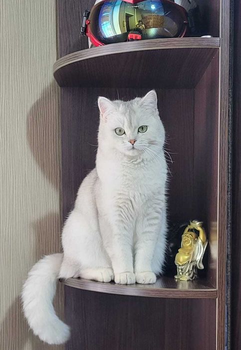 Кошечка в добрые руки шиншилла